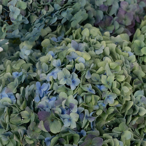 Antique Hydrangea Blue And Green Vintage Flower Close Up - Image