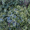 Antique Hydrangea Blue and Green Vintage Flower