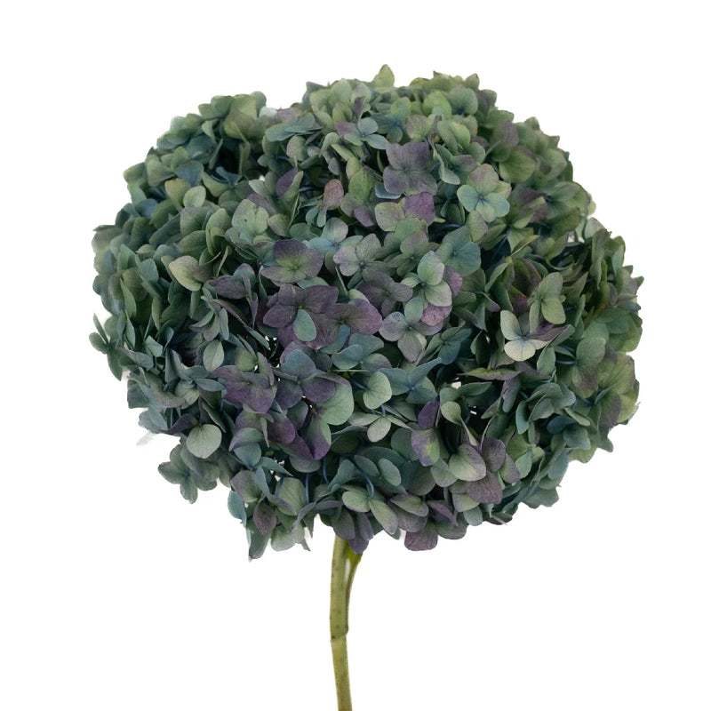Antique Hydrangea Blue And Green Vintage Flower Stem - Image