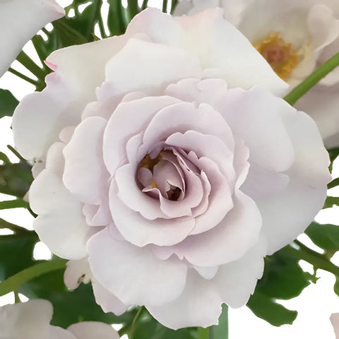 Antique Lavender Spray Roses Bulk Apron - Image