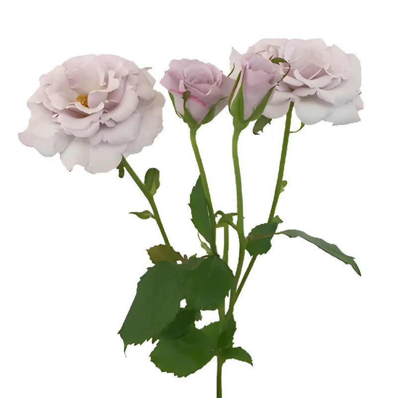 Antique Lavender Spray Roses Bulk Close Up - Image