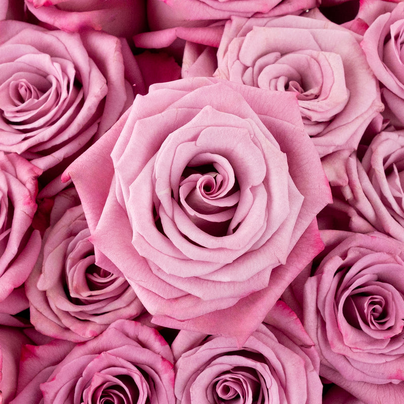 Antique Mauve Fresh Cut Rose Close Up - Image