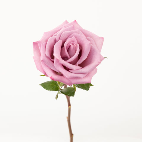 Antique Mauve Fresh Cut Rose Stem - Image