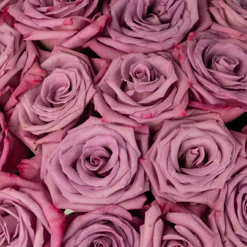 Antique Mauve Fresh Cut Rose Close Up - Image