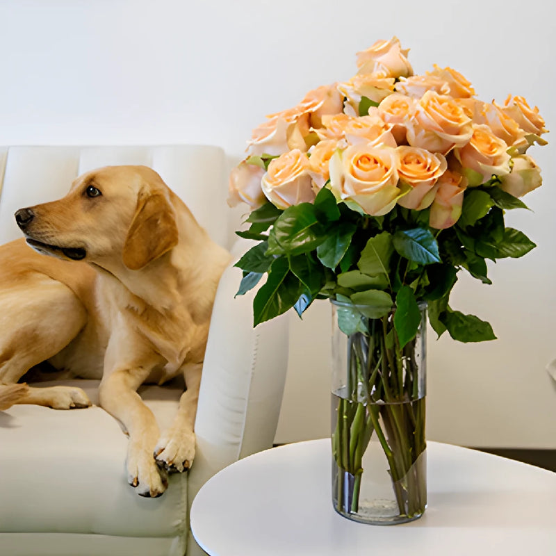 Fresh European Cut Peach Roses For Your House