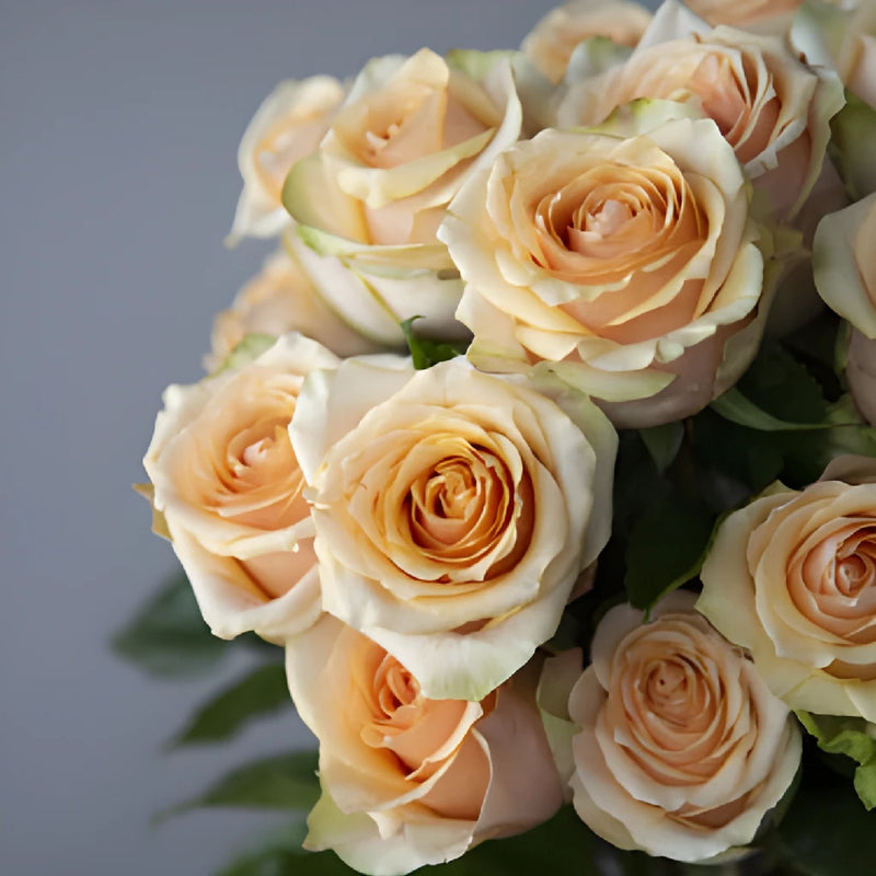 Fresh European Cut Peach Roses For Your House