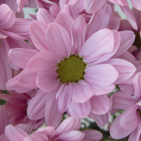 Antique Pink Daisy Flower Close Up - Image