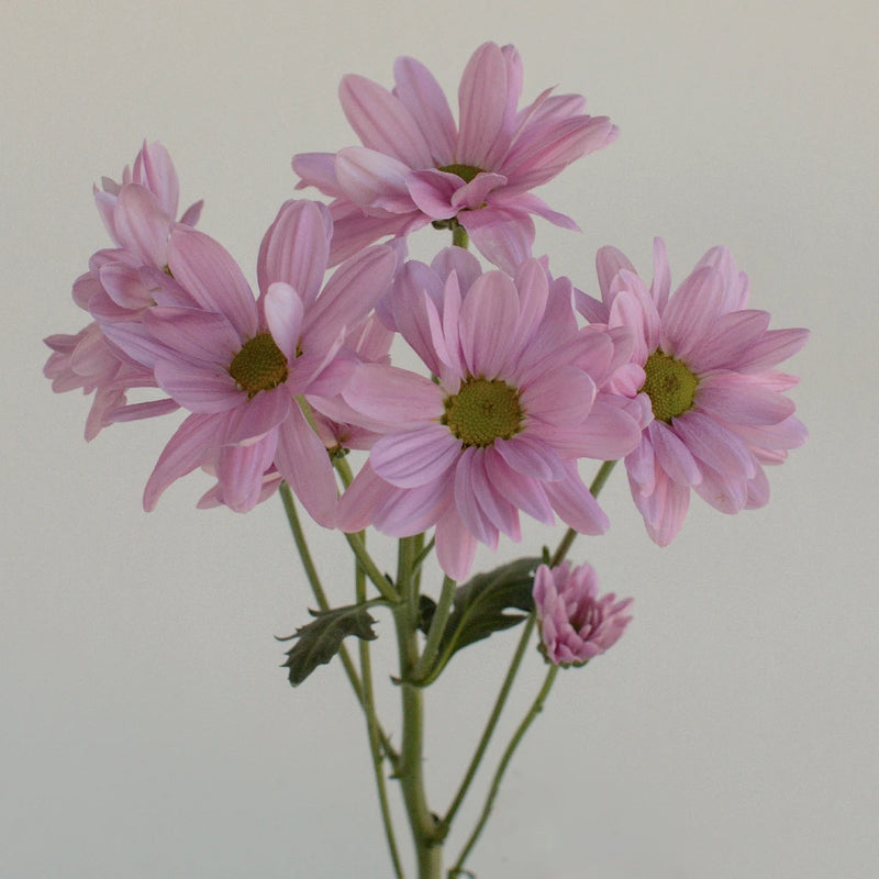 Antique Pink Daisy Flower Stem - Image