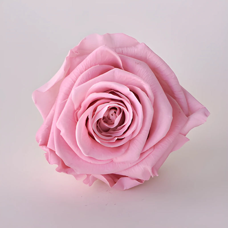 Preserved Antique Pink Rose