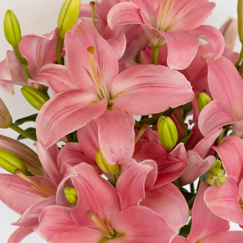 Antique Pink Hybrid Lily Close Up - Image