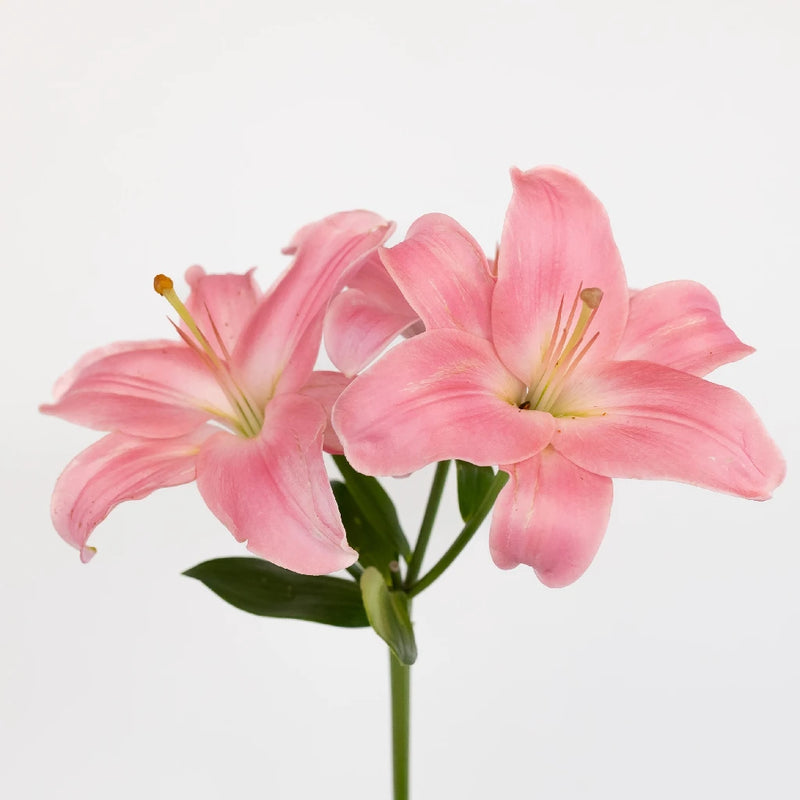 Antique Pink Hybrid Lily Stem - Image