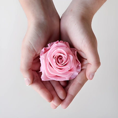 Preserved Antique Pink Rose