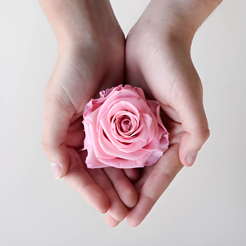Preserved Antique Pink Rose