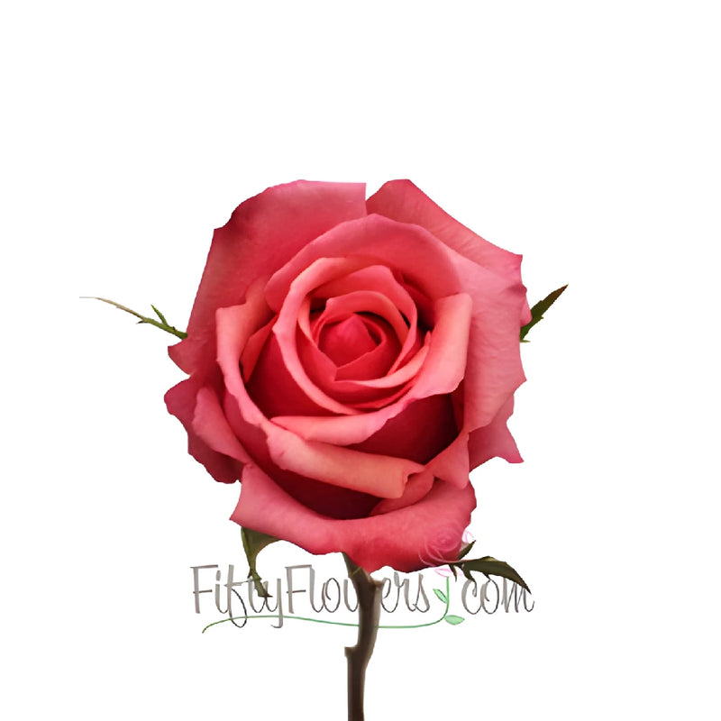 Antique Pink Murano Rose Stem