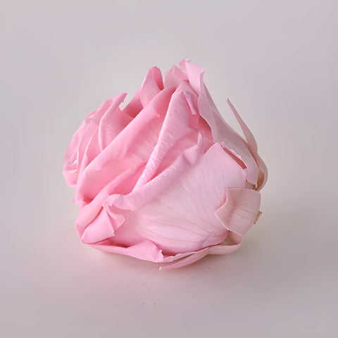 Preserved Antique Pink Rose