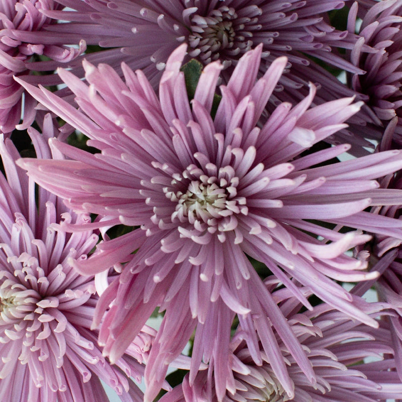 Antique Purple Spider Flower Close Up - Image