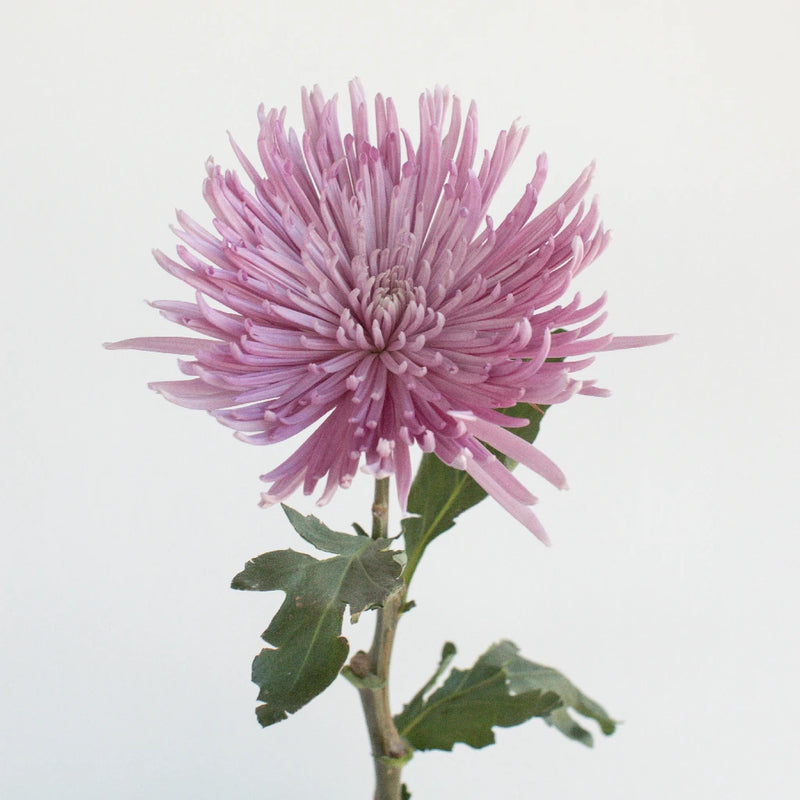 Antique Purple Spider Flower Stem - Image