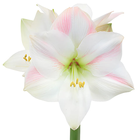 White and Pink Amaryllis Flowers