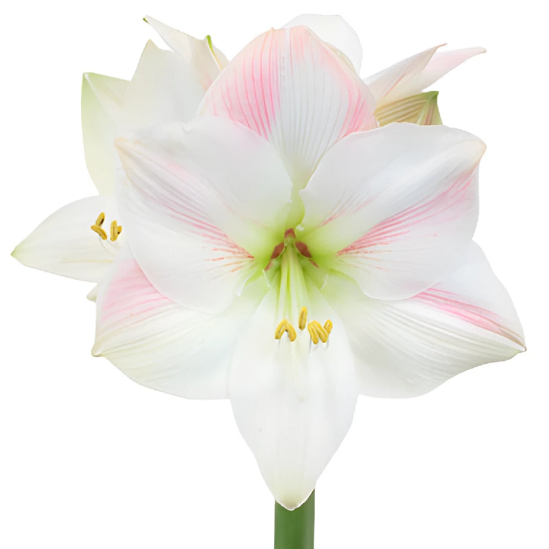 White and Pink Amaryllis Flowers
