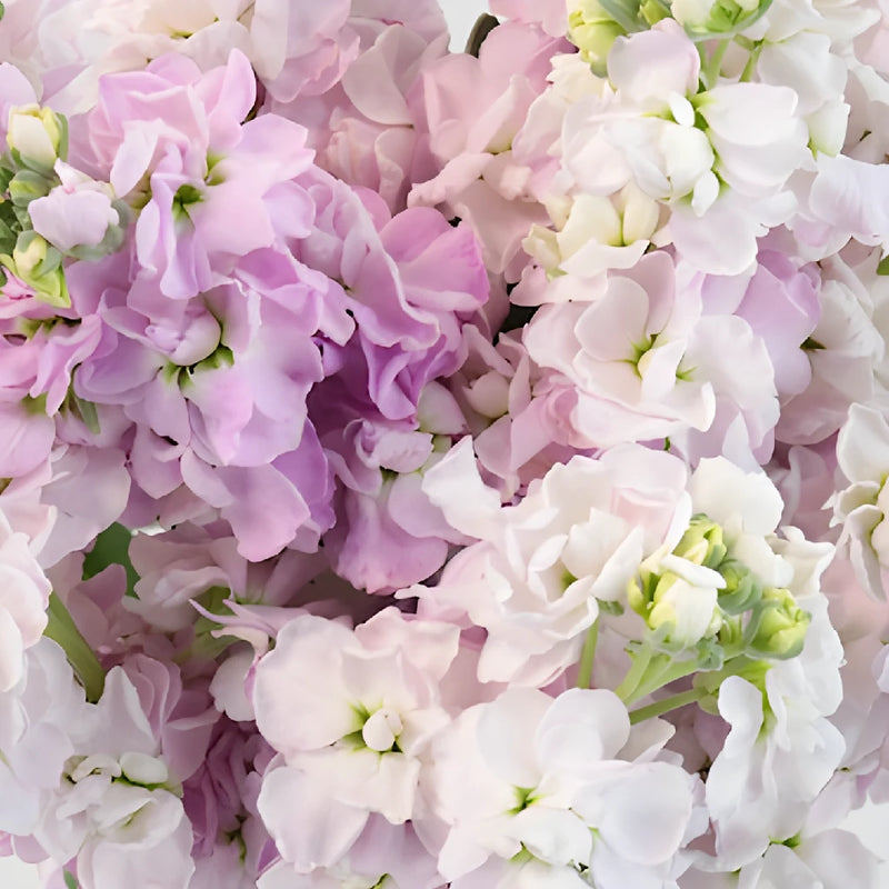 Apple Blossom Pinky Lavender Stock Wholesale Flower Upclose