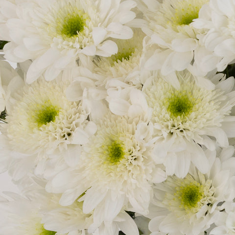 Apple Crisp Green Flower Close Up - Image