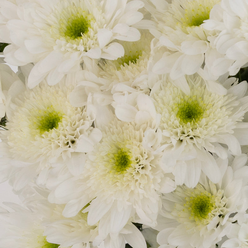 Apple Crisp Green Flower Close Up - Image