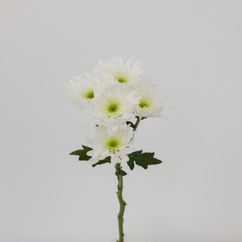 Apple Crisp Green Flower Stem - Image