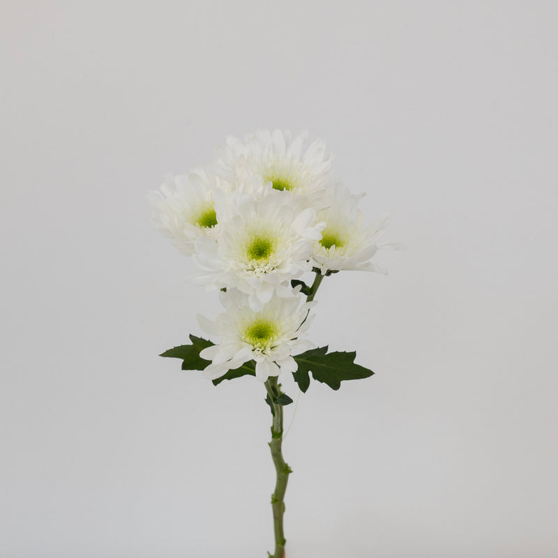 Apple Crisp Green Flower Stem - Image