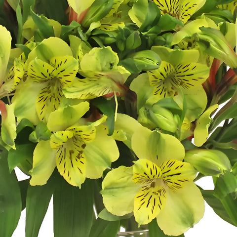 Apple Yellow Peruvian Lilies Flowers Close Up - Image