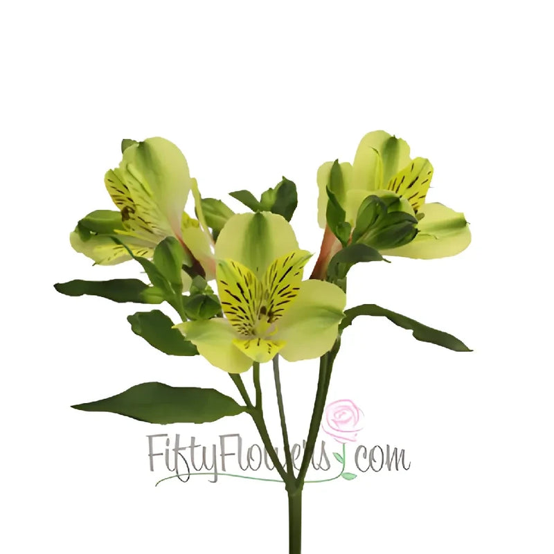 Apple Yellow Peruvian Lilies Flowers Stem - Image