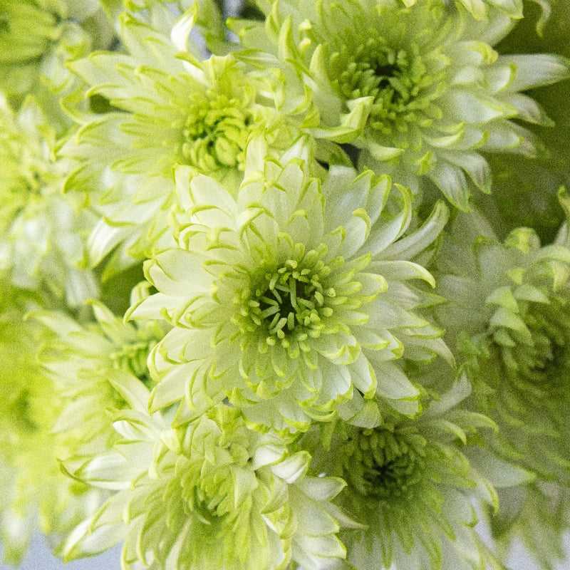 Appletini Dahlia Style Flower Close Up - Image