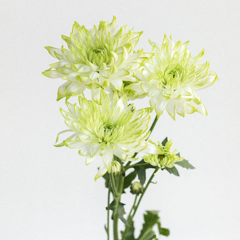 Appletini Dahlia Style Flower Stem - Image
