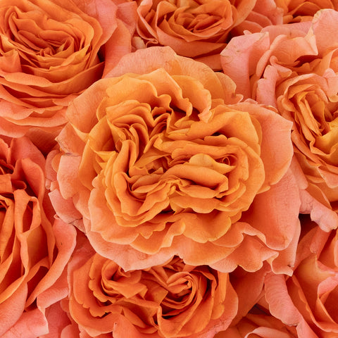 Apricot Blend Garden Rose Close Up - Image