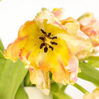 Apricot Parrot Tulip Flower Close Up - Image