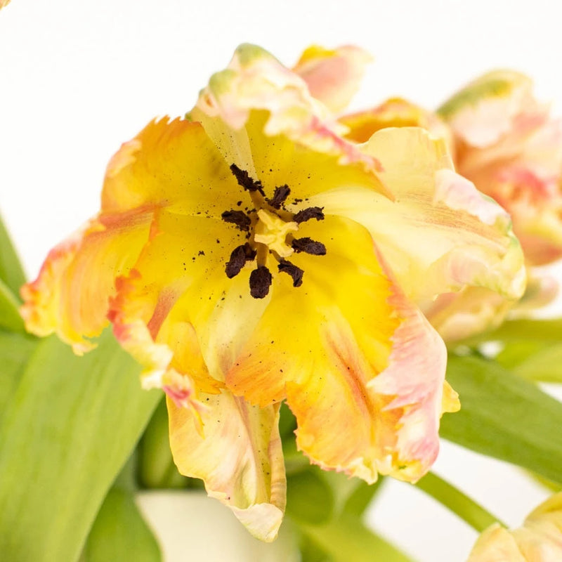 Apricot Parrot Tulip Flower Close Up - Image