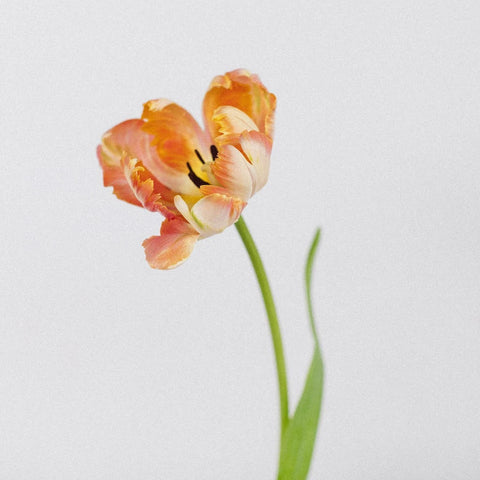 Apricot Parrot Tulip Flower Stem - Image