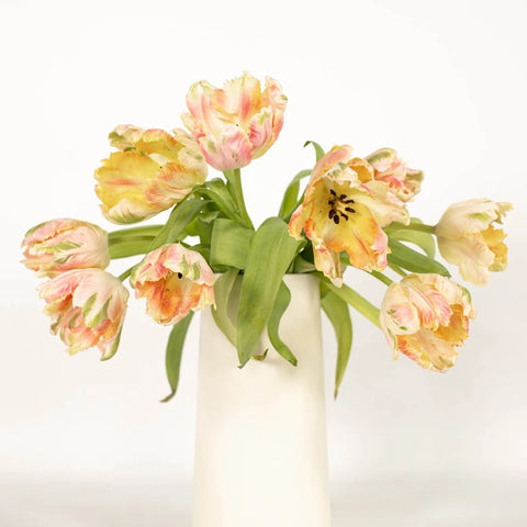 Apricot Parrot Tulip Flower Vase - Image