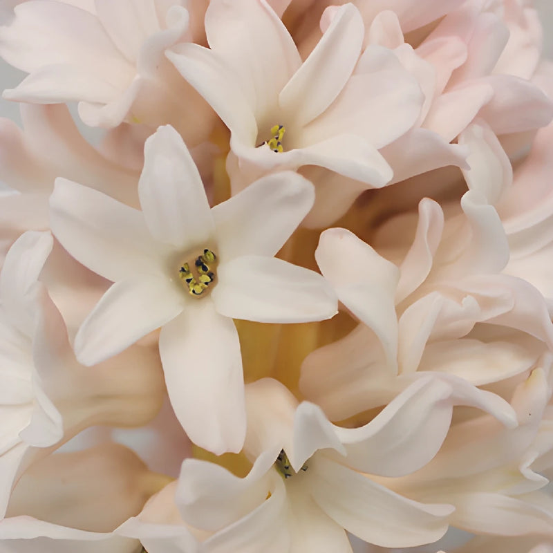 Creamy Blush Hyacinth Flowers
