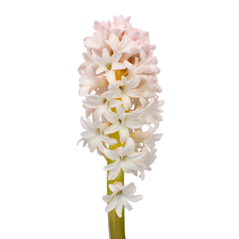 Creamy Blush Hyacinth Flowers