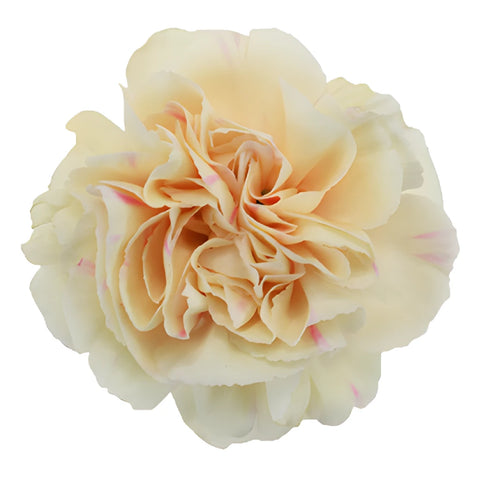 Apricot Peach Carnation Bloom