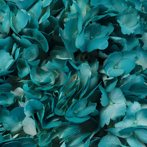Aquamarine Blue Airbrushed Hydrangea Up Close