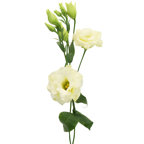 Arena Gold Yellow Lisianthus Wholesale Flower Stem