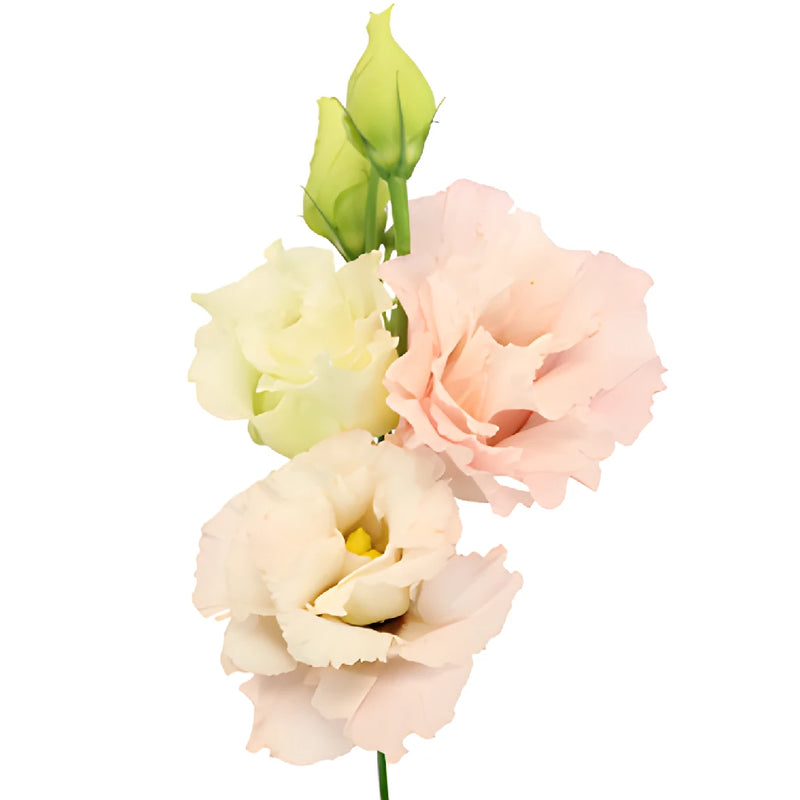 Blush Lisianthus Wholesale Bulk Flower