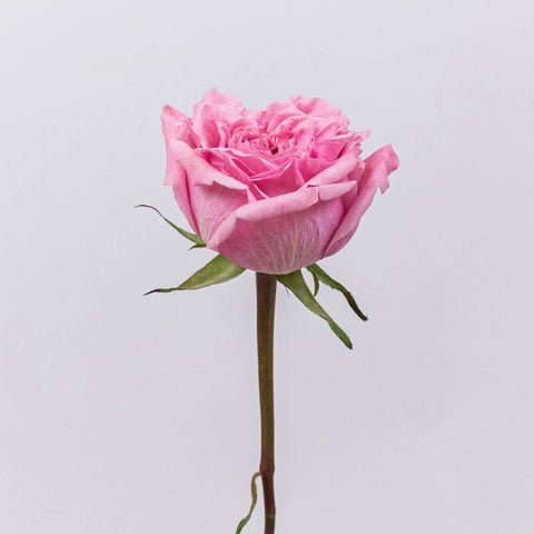 Art Deco Pink Rose Stem