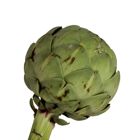 Green Floral Grade Artichokes
