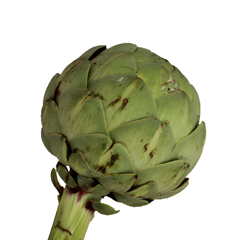 Green Floral Grade Artichokes