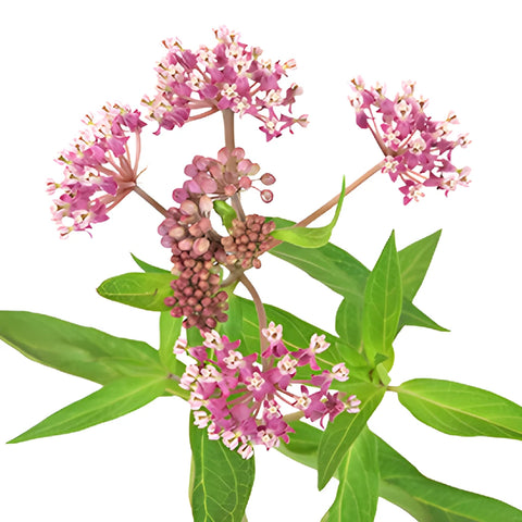 Pink Berry Milkweed Flower