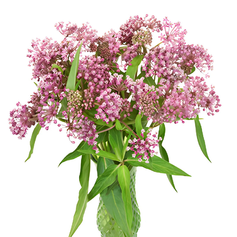 Pink Berry Milkweed Flower