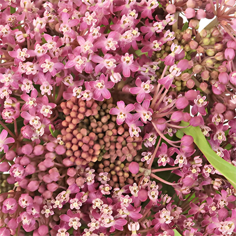 Pink Berry Milkweed Flower