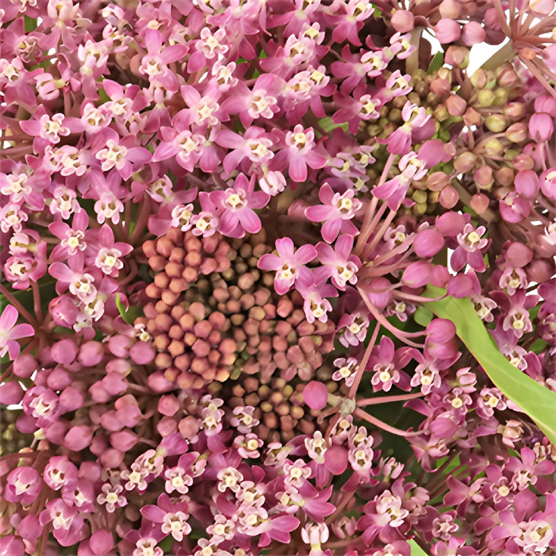 Pink Berry Milkweed Flower